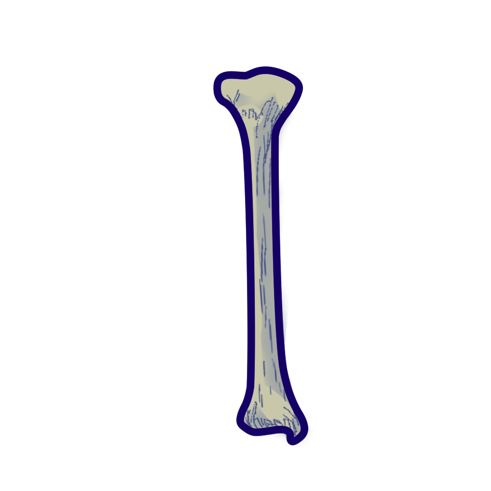 bone