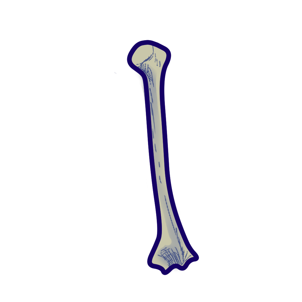 bone